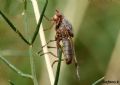 Dryomyza flaveola